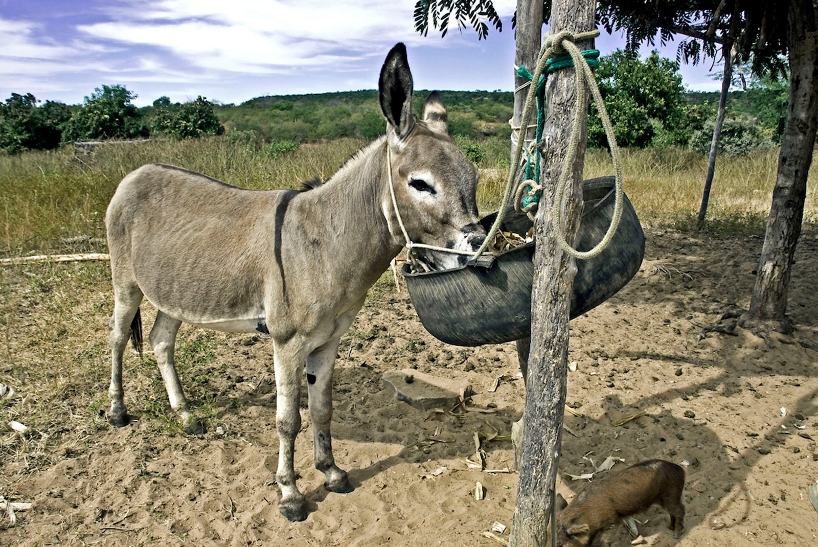 _ fotos site - fim do abate_0007_06PZ493